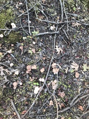 Laccaria laccata pallidifolia