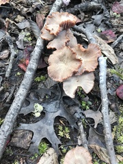 Laccaria laccata pallidifolia