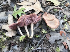 Laccaria laccata pallidifolia