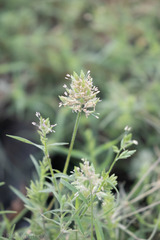 Eragrostis reptans