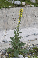 Verbascum wilhelmsianum