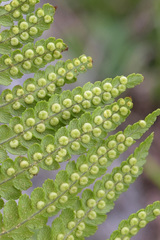 Dryopteris oreades