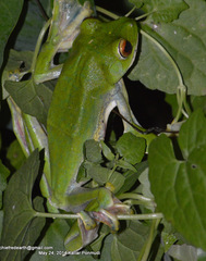 Rhacophorus malabaricus