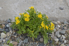 Senecio leucanthemifolius caucasicus