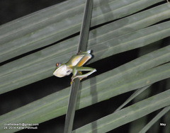 Rhacophorus malabaricus