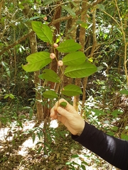 Glochidion harveyanum