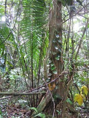 Attalea guacuyule