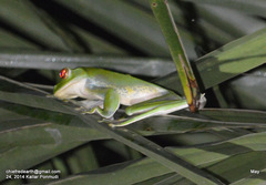 Rhacophorus malabaricus