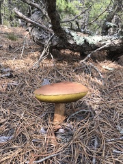 Aureoboletus projectellus