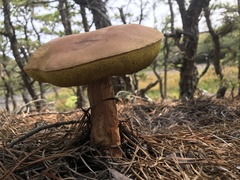 Aureoboletus projectellus