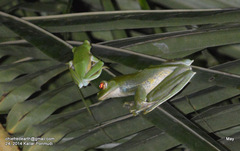 Rhacophorus malabaricus