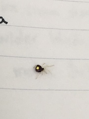 Theridula opulenta