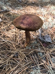 Aureoboletus projectellus