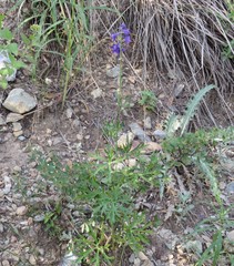 Delphinium andesicola