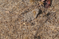 Phrynosoma blainvillii