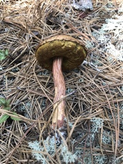 Aureoboletus projectellus