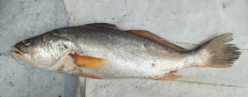 Queen corvina (Cynoscion albus) — Sciaenidae — 5