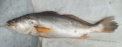 Cynoscion albus
