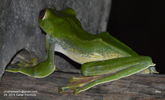 Rhacophorus malabaricus