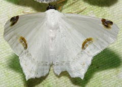 Sericoptera