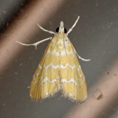 Xanthophysa psychicalis