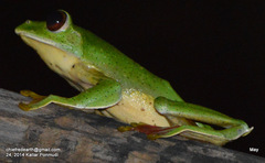 Rhacophorus malabaricus