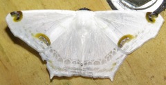 Sericoptera