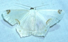 Sericoptera