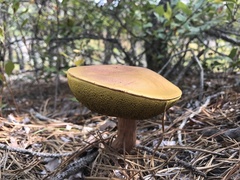 Aureoboletus projectellus