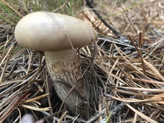 Retiboletus vinaceipes