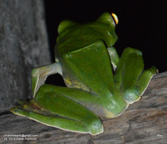 Rhacophorus malabaricus