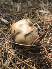 Retiboletus vinaceipes