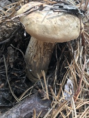 Retiboletus vinaceipes