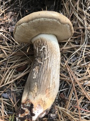 Retiboletus vinaceipes