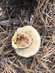 Retiboletus vinaceipes