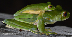 Rhacophorus malabaricus