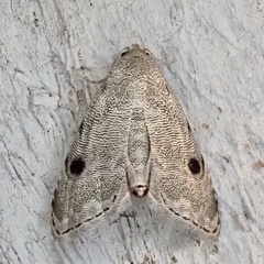 Abablemma brimleyana