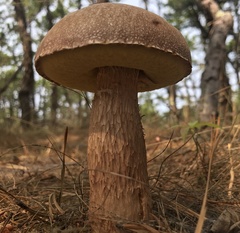 Aureoboletus projectellus
