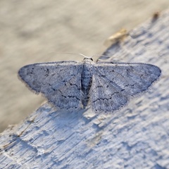 Idaea violacearia