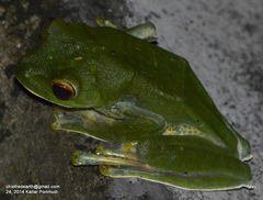 Rhacophorus malabaricus