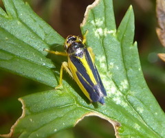 Evacanthus interruptus