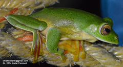 Rhacophorus malabaricus