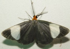 Simena luctifera
