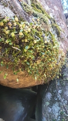Bulbophyllum exiguum
