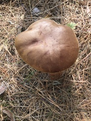 Aureoboletus projectellus