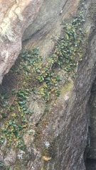 Bulbophyllum exiguum
