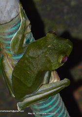 Rhacophorus malabaricus