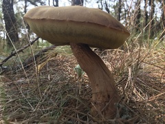 Aureoboletus projectellus