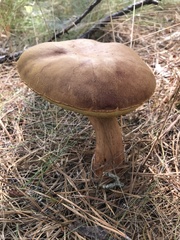 Aureoboletus projectellus
