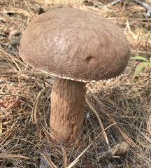 Aureoboletus projectellus